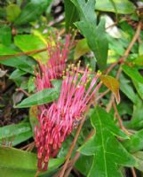 Grevillea Aussie Crawl