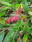 Grevillea Aussie Crawl