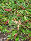 Grevillea Aussie Crawl
