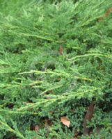 Juniperus horizontalis Prince of Wales