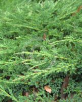 Juniperus horizontalis Prince of Wales