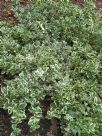 Euonymus fortunei radicans Variegatus