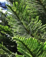 Araucaria subulata