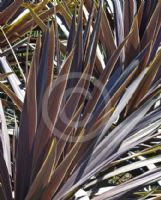 Cordyline australis Purpurea