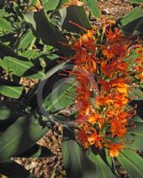 Hedychium coccineum Tara