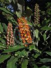 Hedychium coccineum Tara