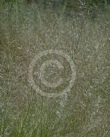 Austrostipa scabra falcata