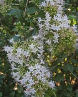 Abelia chinensis