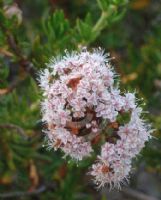 Eriogonum fasciculatum