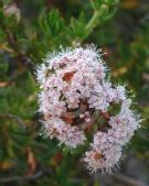 Eriogonum fasciculatum