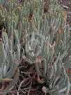 Dudleya hassei