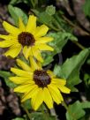 Encelia californica