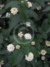 Lantana camara Alba