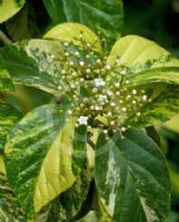 Viburnum japonicum Variegatum