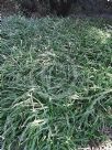 Chlorophytum comosum Picturatum