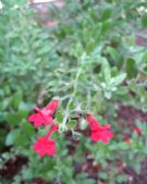 Gambelia speciosa
