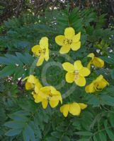 Cassia leptophylla