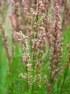 Baloskion tetraphyllum tetraphyllum