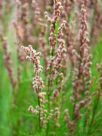 Baloskion tetraphyllum tetraphyllum