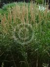 Calamagrostis acutiflora Karl Foerster