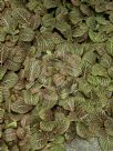 Fittonia albivenis Verschaffeltii Group