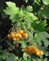 Viburnum opulus Xanthocarpum