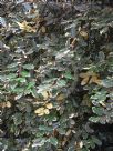 Elaeagnus pungens Variegata