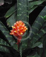 Guzmania musaica