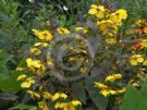 Lysimachia ciliata Firecracker