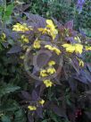 Lysimachia ciliata Firecracker