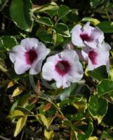 Pandorea jasminoides Variegata