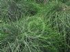 Casuarina glauca Cousin It