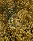Ligustrum ovalifolium Aureum