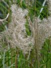 Miscanthus sinensis