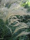 Miscanthus sinensis