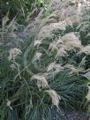 Miscanthus sinensis