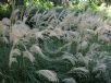 Miscanthus sinensis