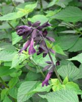 Salvia Black Knight