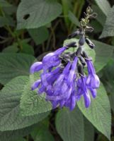 Salvia guaranitica Costa Rica