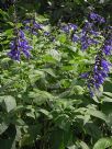 Salvia guaranitica Costa Rica