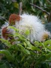 Calliandra haematocephala Alba