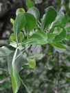 Gardenia volkensii spatulifolia