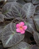 Episcia cupreata