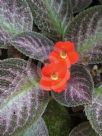 Episcia cupreata