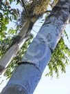 Caryota no