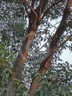 Eucalyptus major