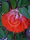 Brownea grandiceps