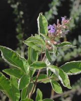 Vitex trifolia Variegata