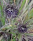 Cenchrus purpurascens Black Lea