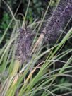 Pennisetum alopecuroides Black Lea